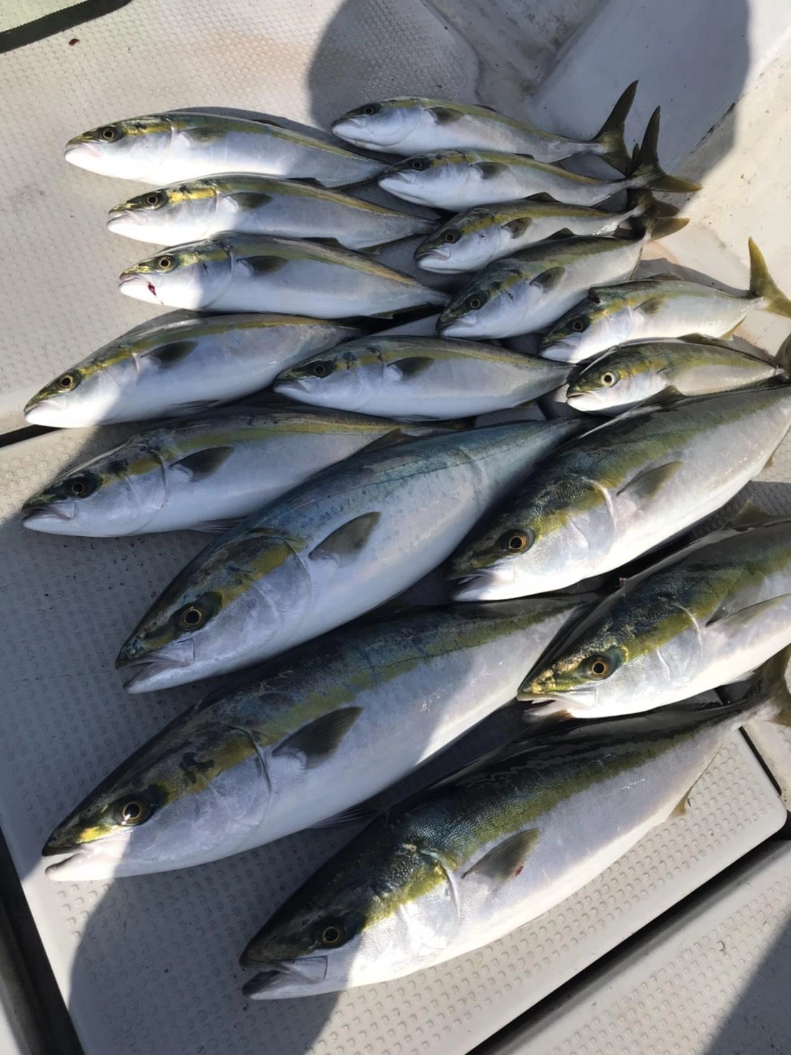 青物釣果急上昇中♪キャスティングトップでも釣れました♪