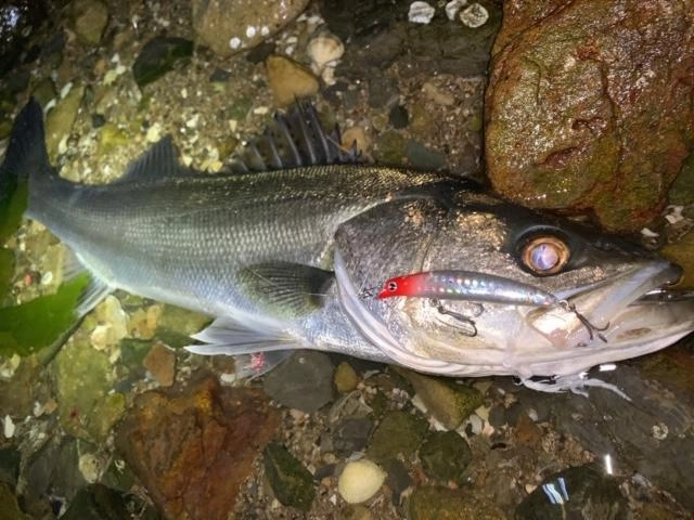 今年の浜名湖シーバスも熱い！！