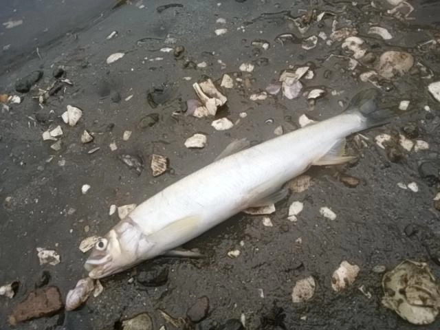 謎魚