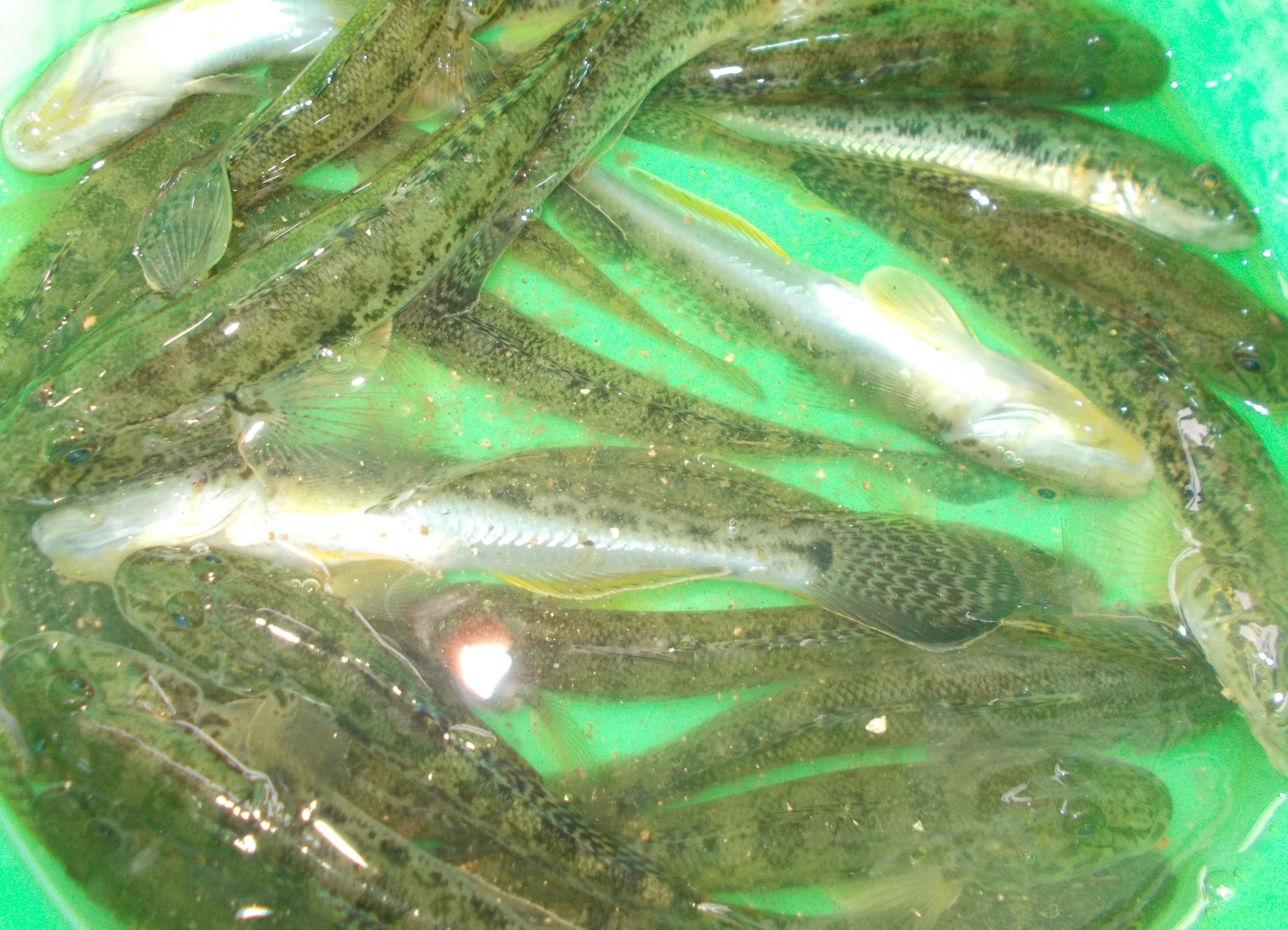 １時間程でこの釣果、魚が固まってる場所（地形に変化のあるところ、障害物周り）を見つけるためにリール竿が有利です。