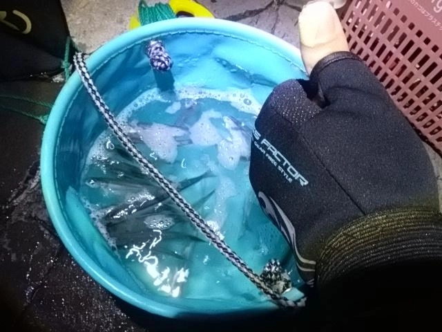 イワシ好調
