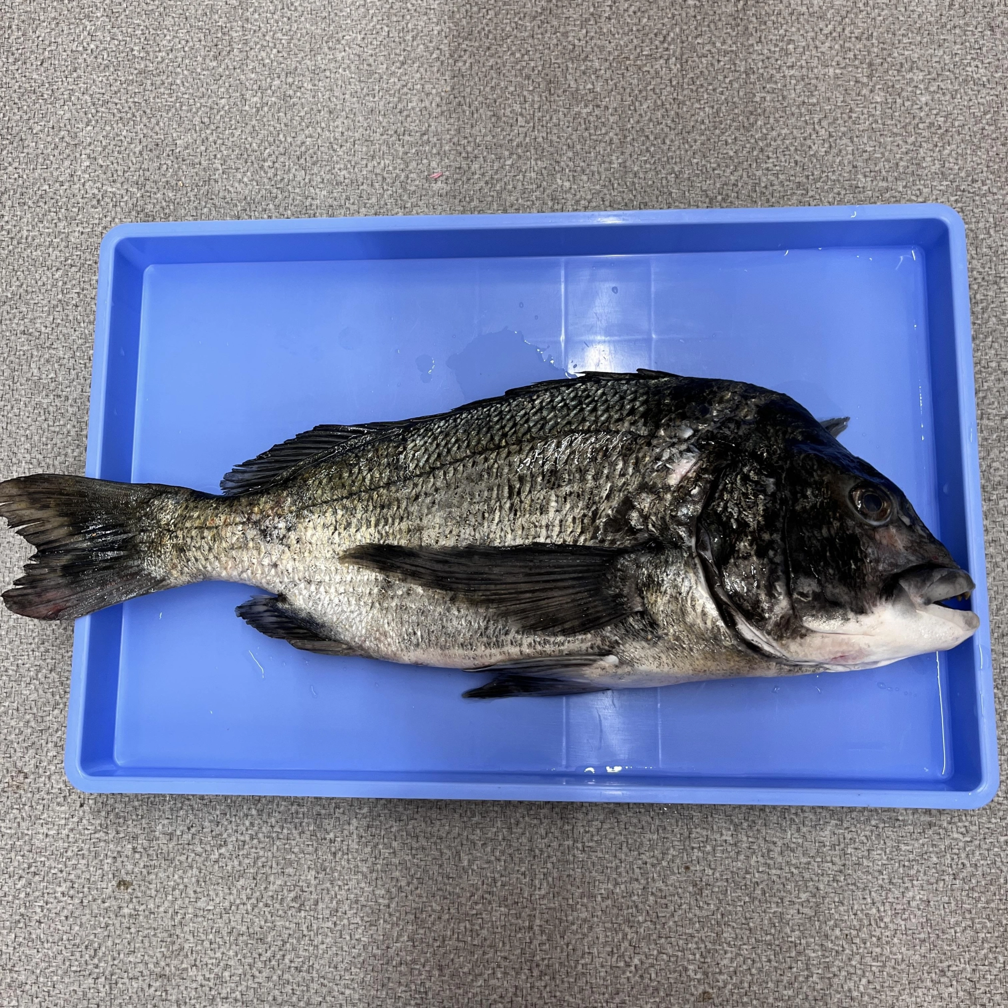 ジャスト50㎝のクロダイも釣れました！！