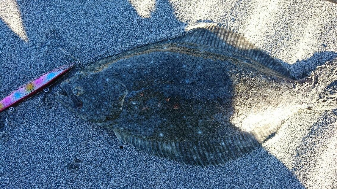 まだまだヒラメ釣れています。「流れ」の際を丁寧に探りました♪