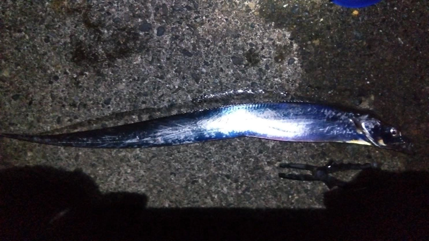 今年の１月に釣ってから約半年ぶりの太刀魚です。
いつも試しにテンヤはするも全くアタリなく、今日もダメかとラスト３投は底スレスレを試したところ２投目できました。水温が低いのかもしれません。