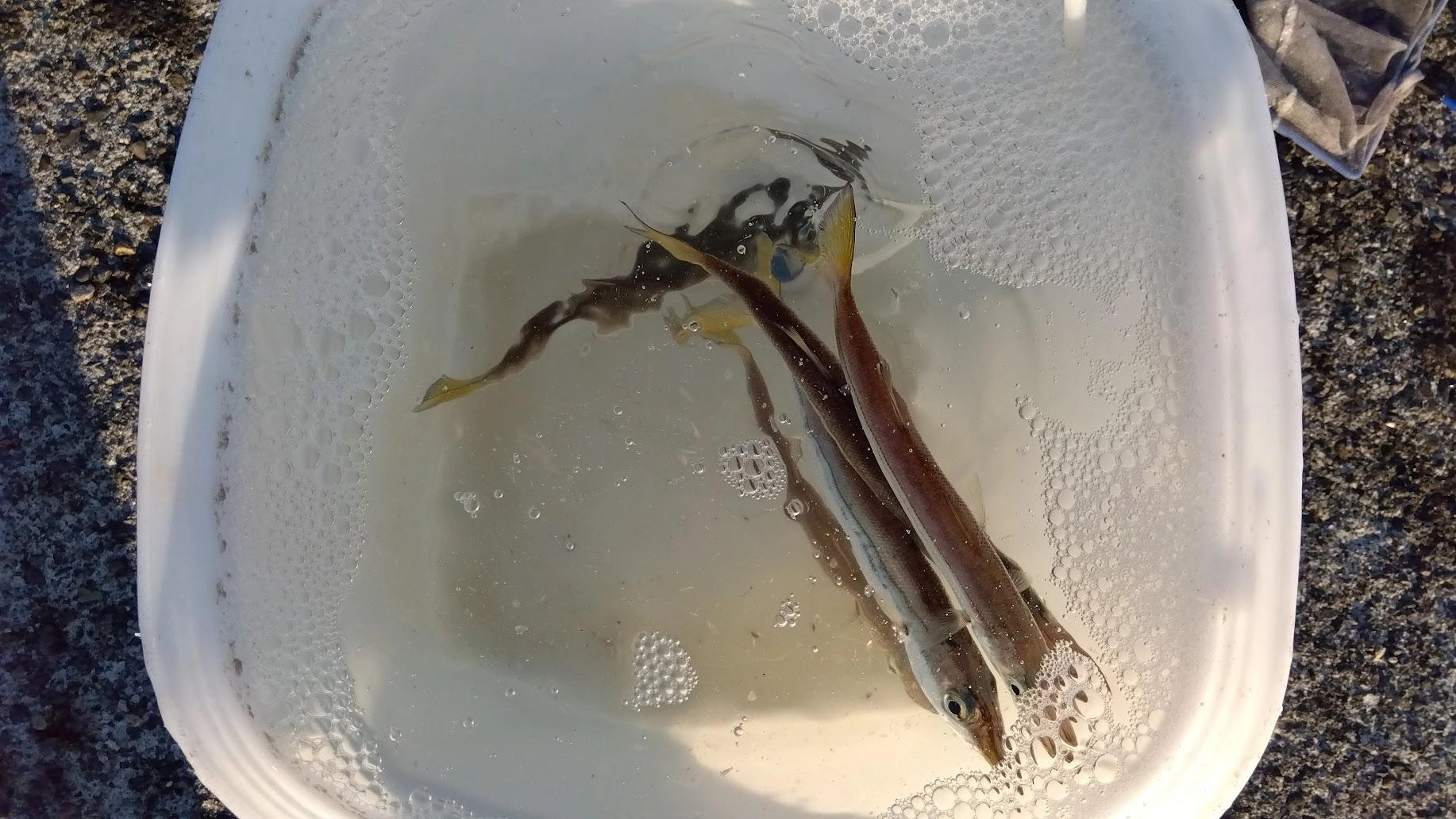カマスは相変わらず入れ食いです。若干今日は泳がせ餌にちょうどいい小サイズが多かったです。