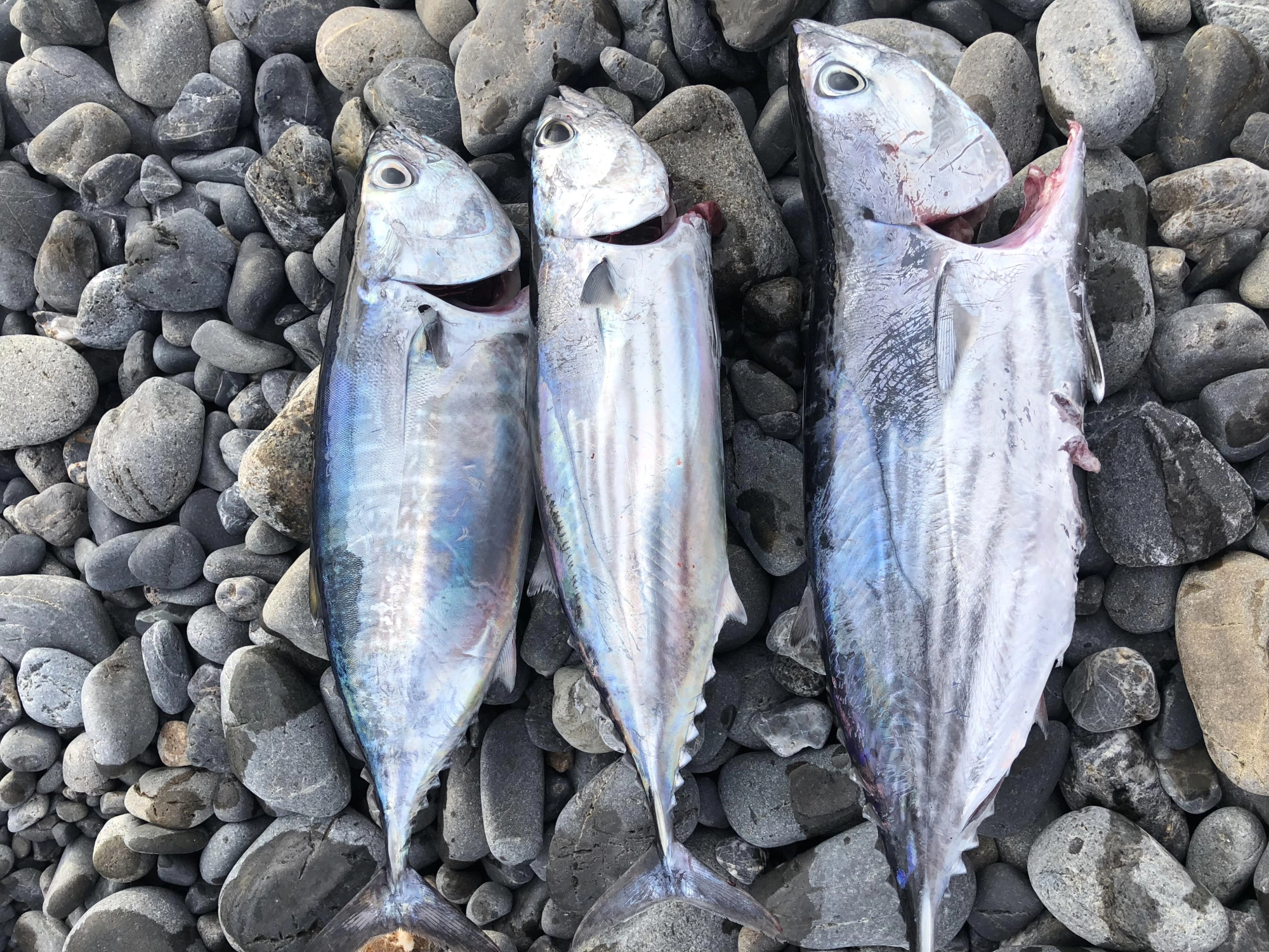 カツオ、マグロ
