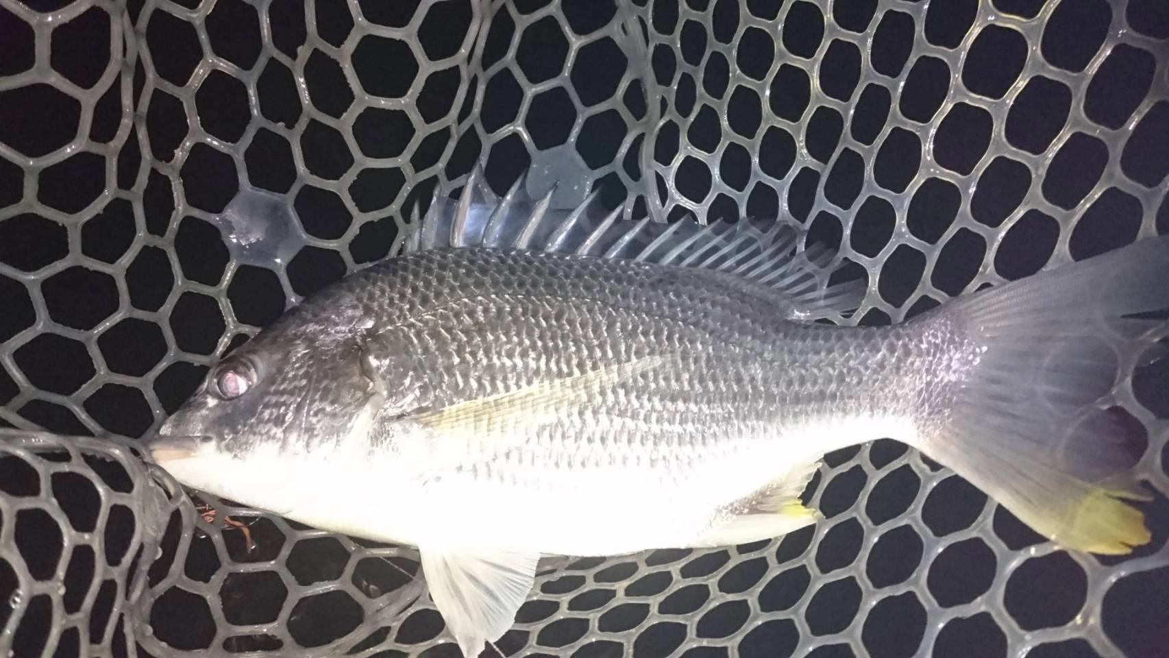 奥浜名湖でキビレのボトムゲーム盛り上がっています。