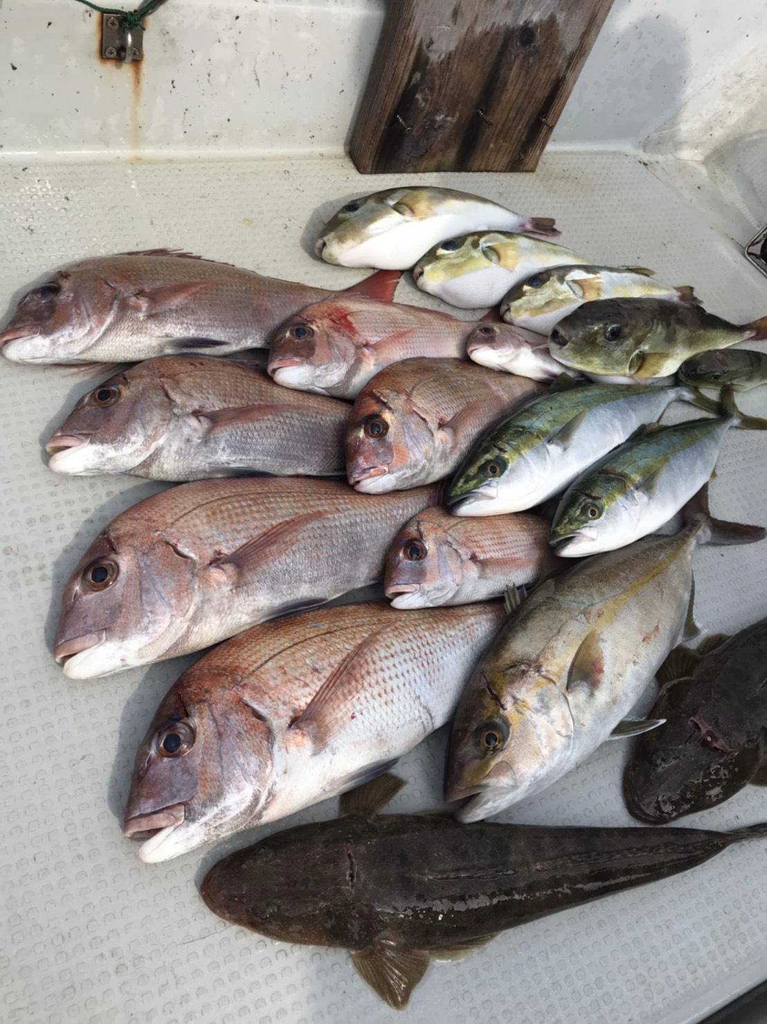 タイラバは誰でも釣れるけど差は確実にでます！「オモリは小さめ、ネクタイは細めがGOOD！（船長）」