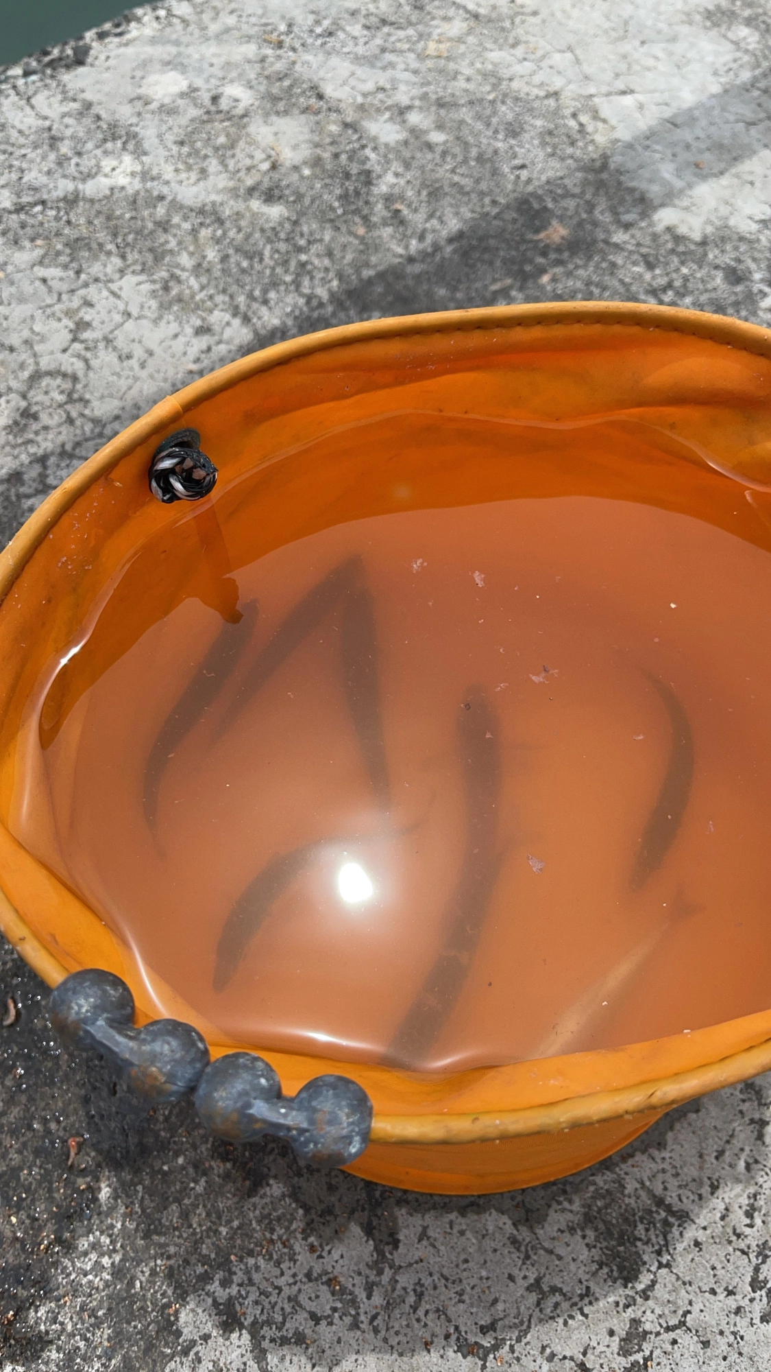 餌の豆サバ