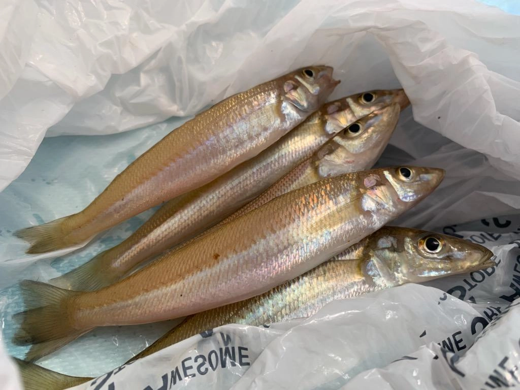 今年のキスは中型中心の釣果でした。