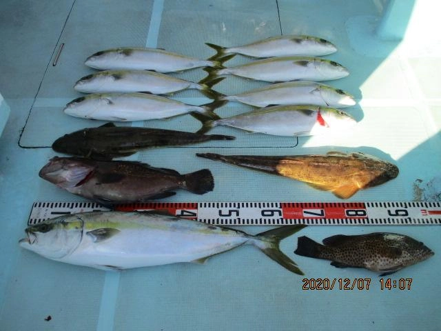 反対側の釣果はワラサにマゴチにマハタにオオモンハタにハマチッ(о´∀`о)