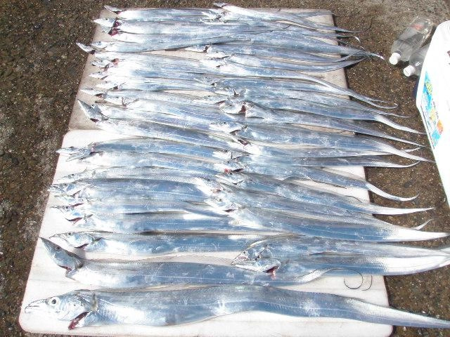 指４～５本サイズが爆釣でした。