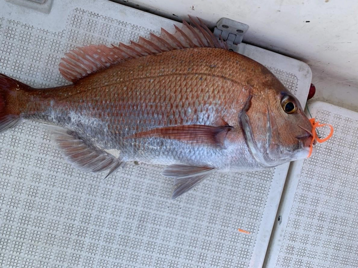 沼津湾内、タイラバで良型マダイの釣果が続いております!!