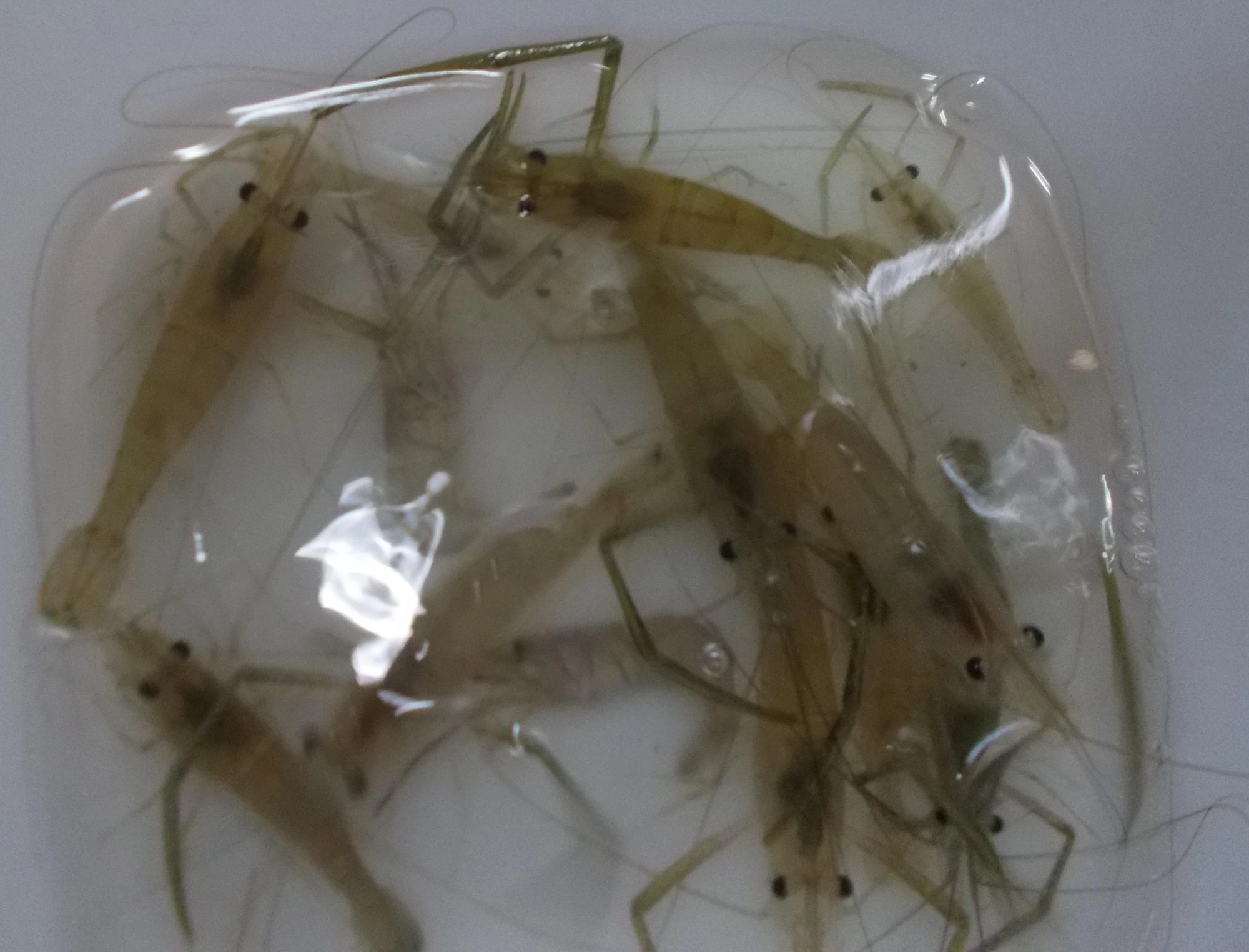 連休中で遠くへ行くのも・・・と思い家から５分の佐鳴湖西岸新川放水路へ。２時間弱の釣果でしたがコンスタントに釣ることが出来ました。