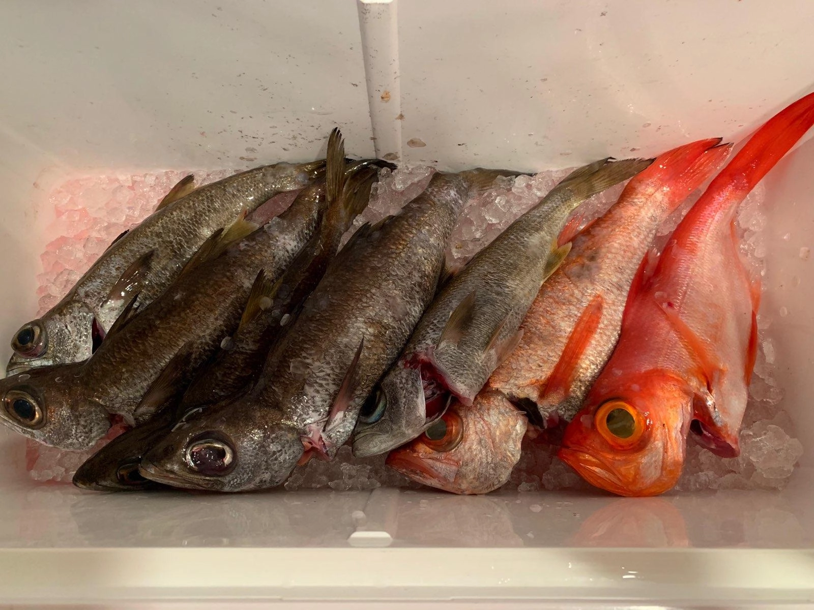 高級魚が揃うのが中深海釣りの魅力です♪