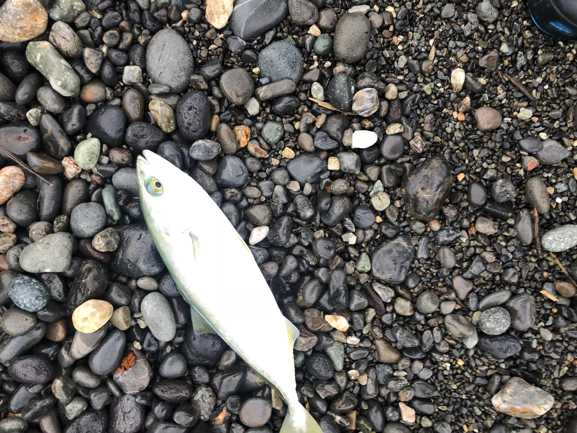 ワカシ