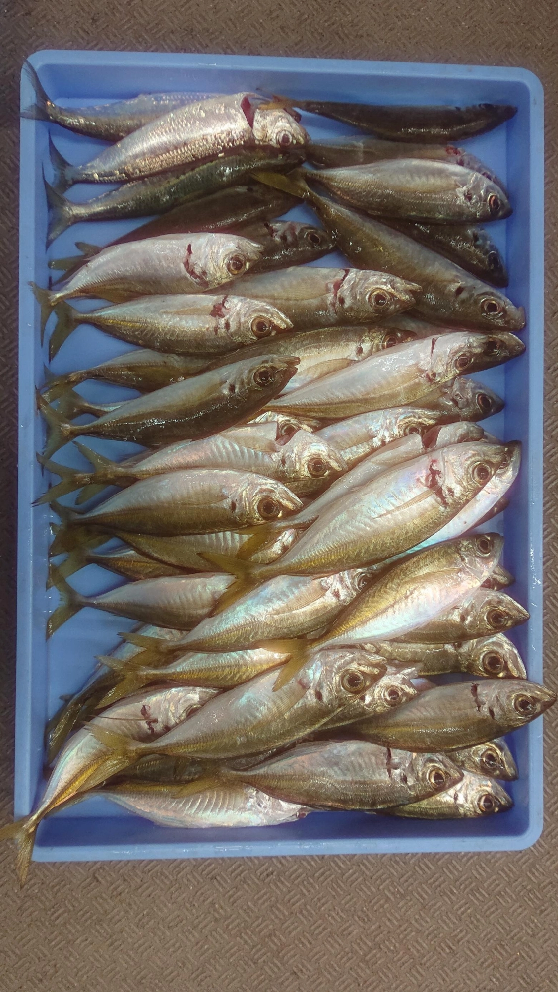 サビキ釣りではアジが再度釣れ始めました！