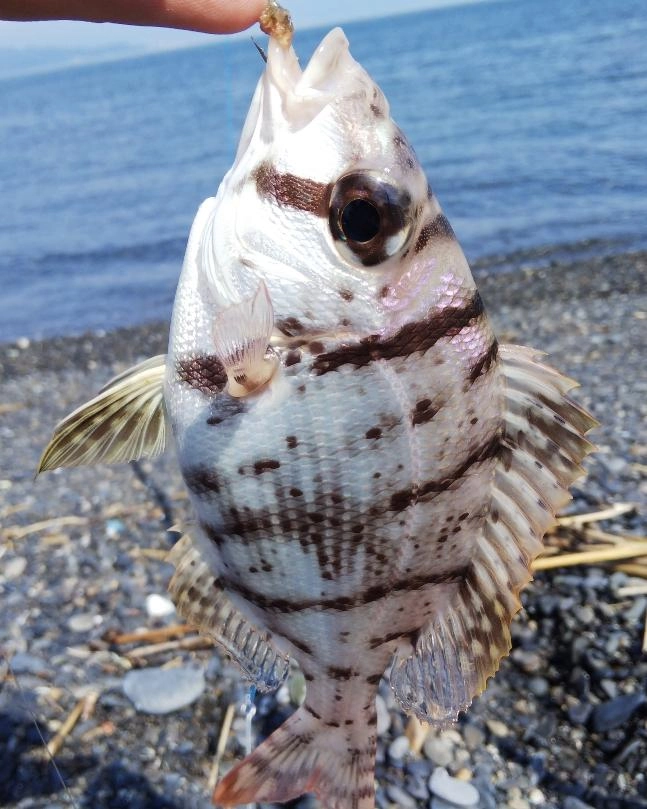 珍しいメイチダイが釣れました。