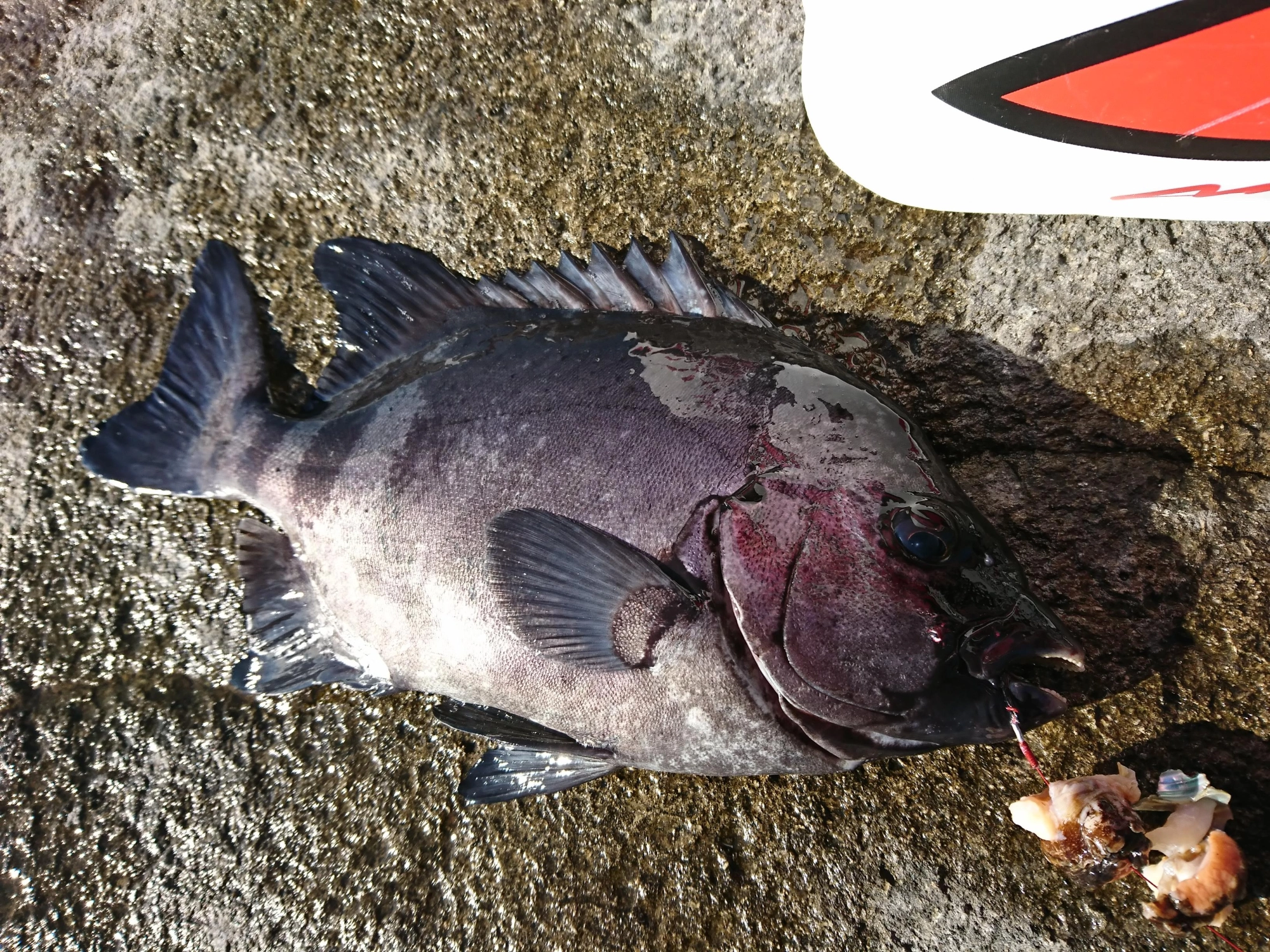 サイズは小ぶりですが、石鯛なので引きは強烈です！