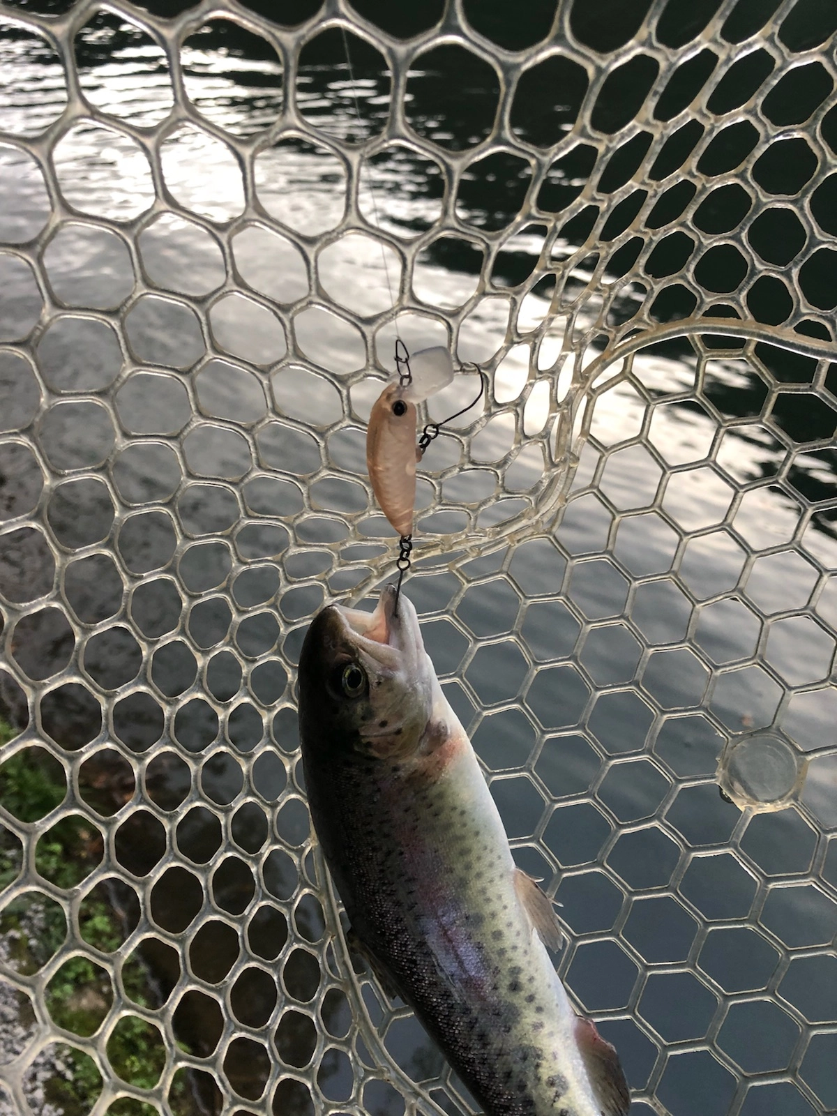 夕方は活性もあがりミノーで入れ食いです！