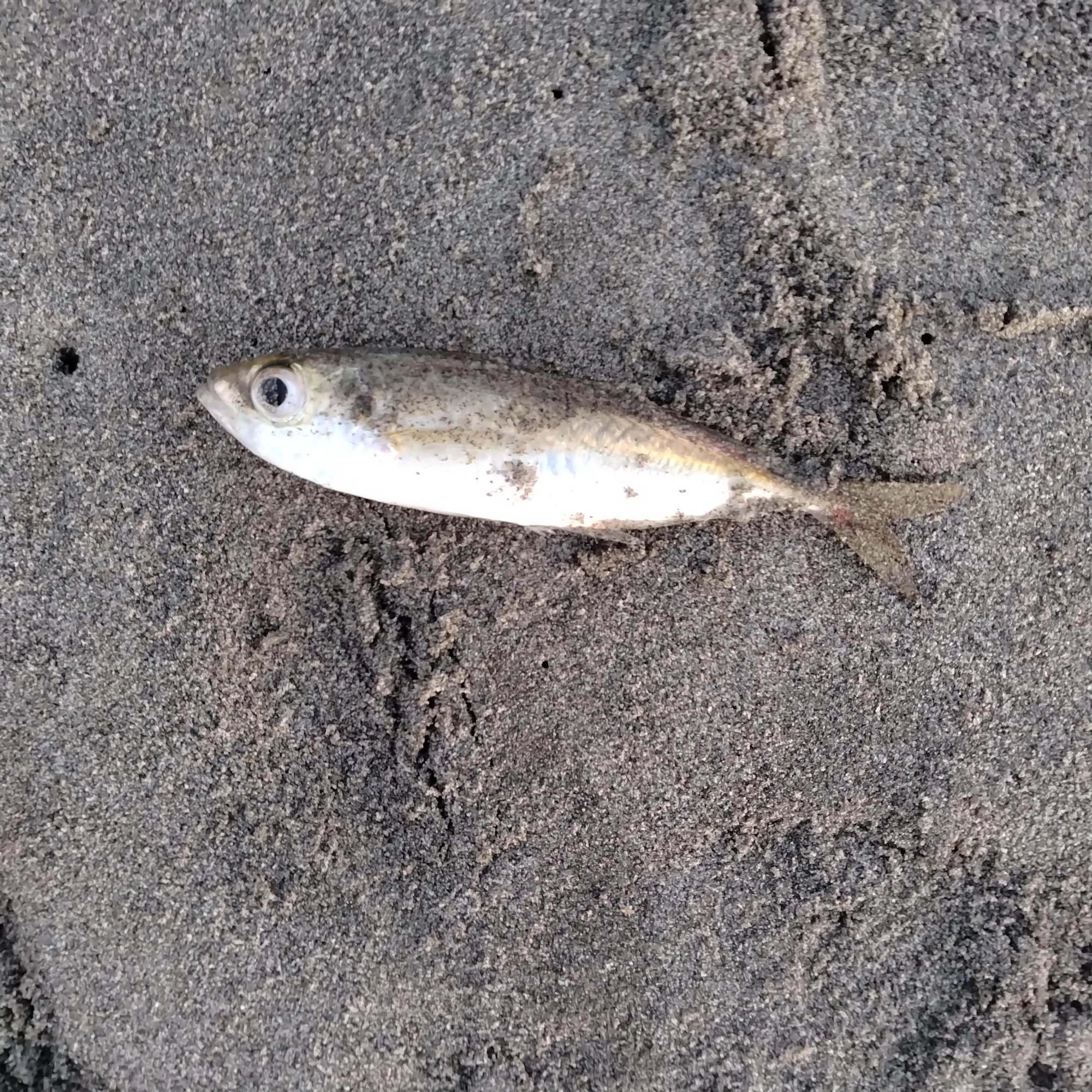 釣ったヒラメが吐き出したのは15ｃｍ程のアジ。