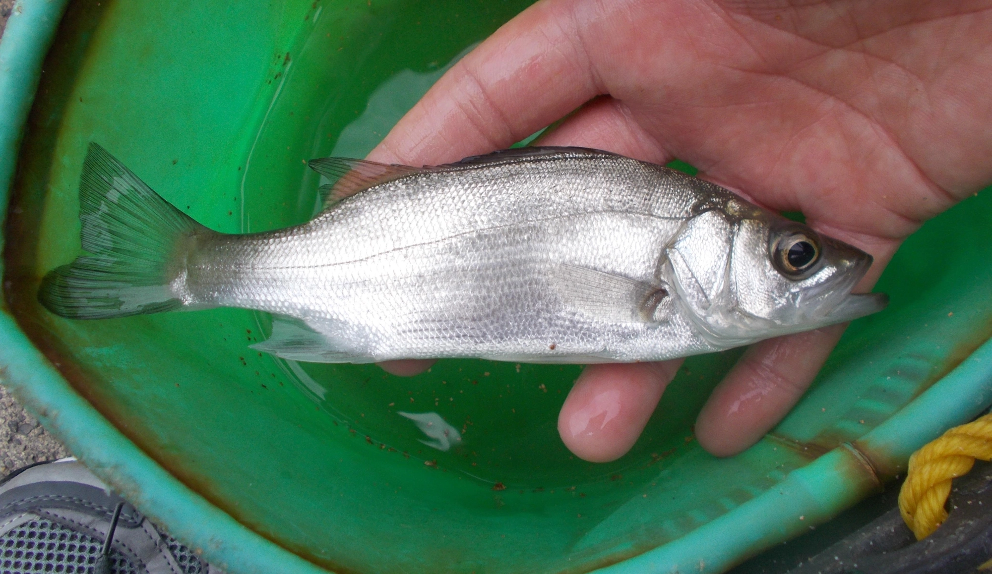 このサイズのセイゴもたくさん釣れました。