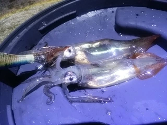 ダブル