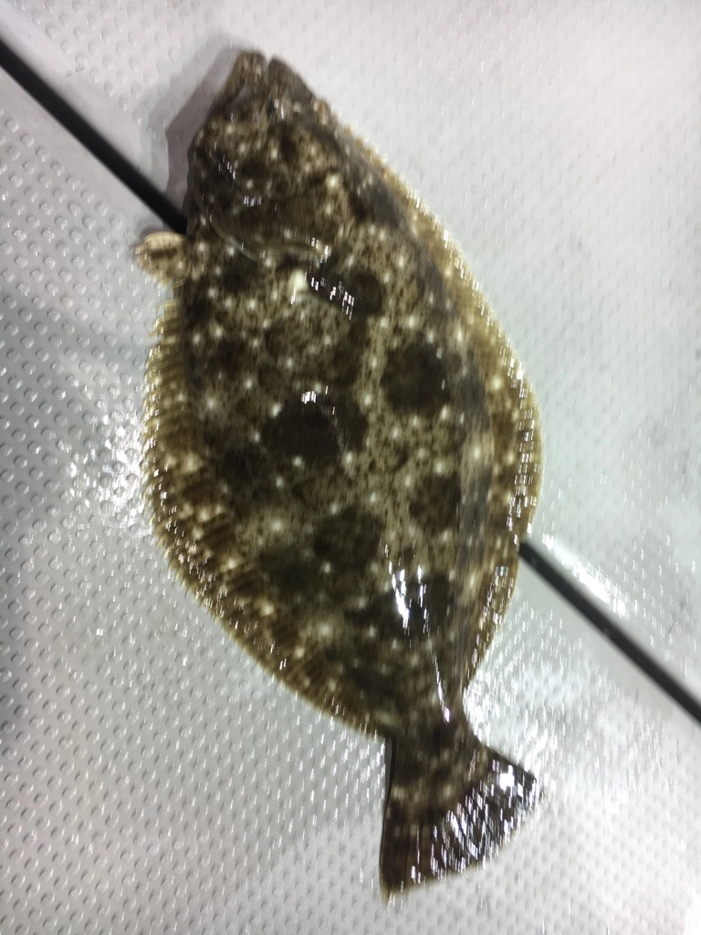 お土産でヒラメも♪ラッキーでした！