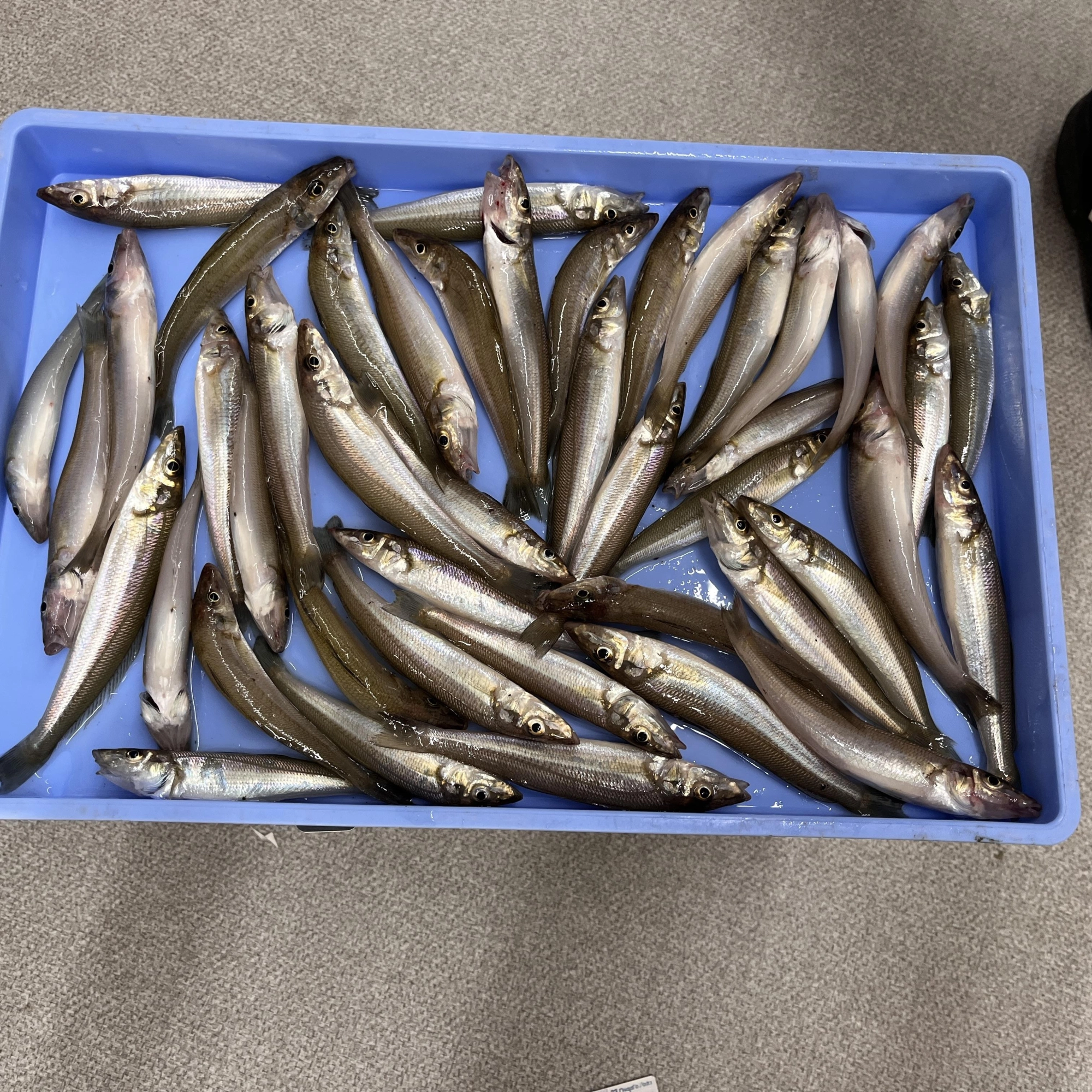 シロギス45匹（最大は20㎝）と大漁でした。