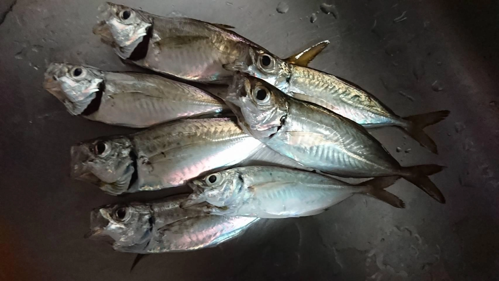 おいしそうなアジが１０匹の釣果。小型はリリースしました