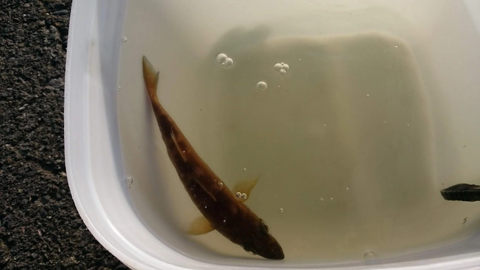 強い向かい風でも餌の小魚が近場で釣れたので良かったです。ただ、カマスやクロムツがだいぶ大きくなっていて、サビキのダメージが結構痛いです。