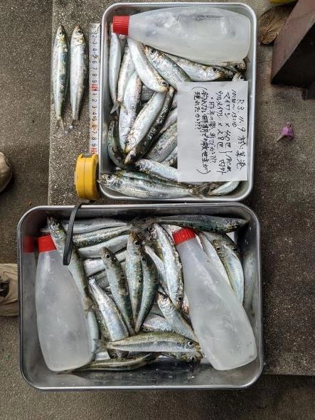昨年の夢再び？釣れない時期での救世主が現れたか？？