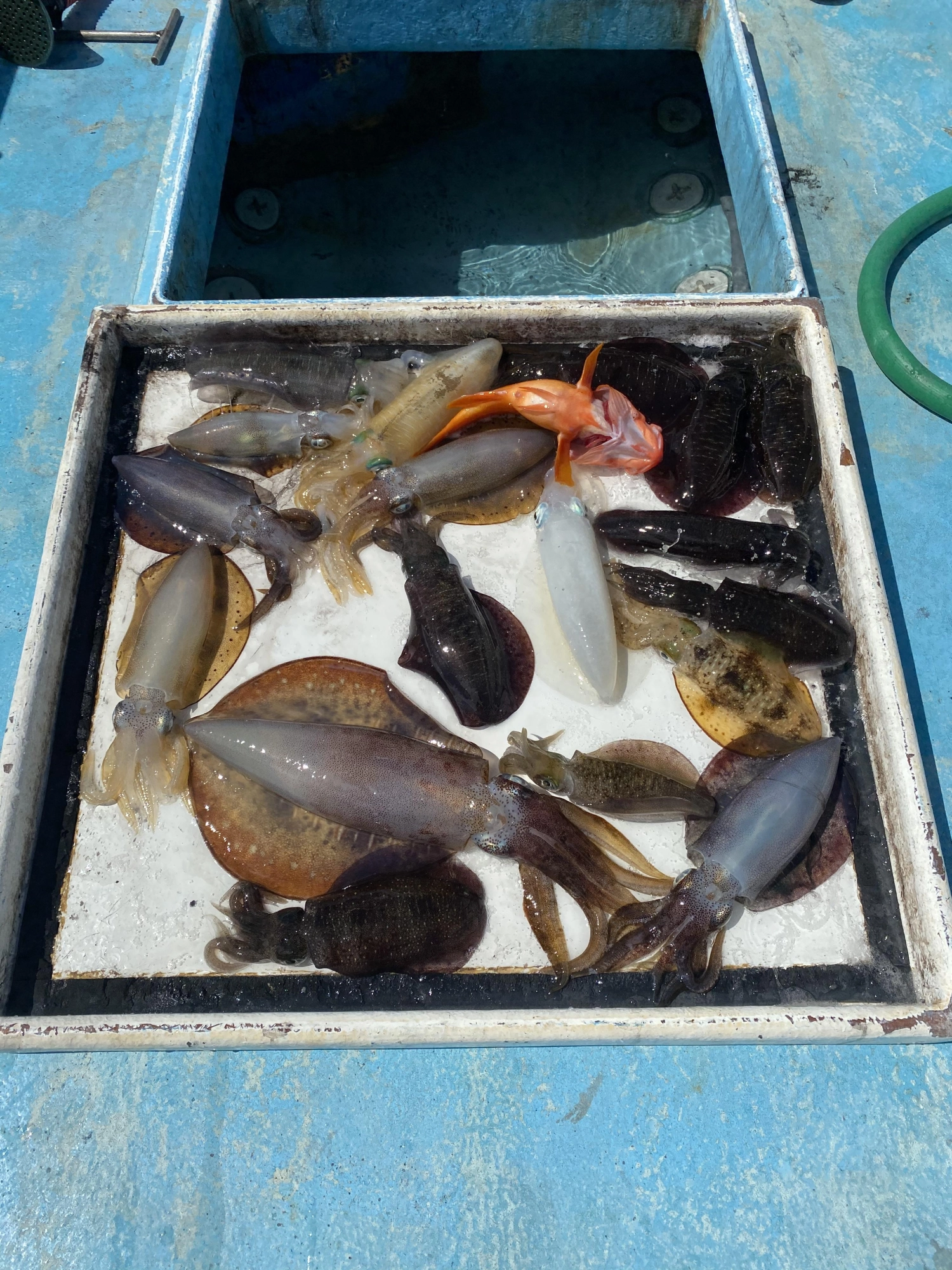 三人の釣果