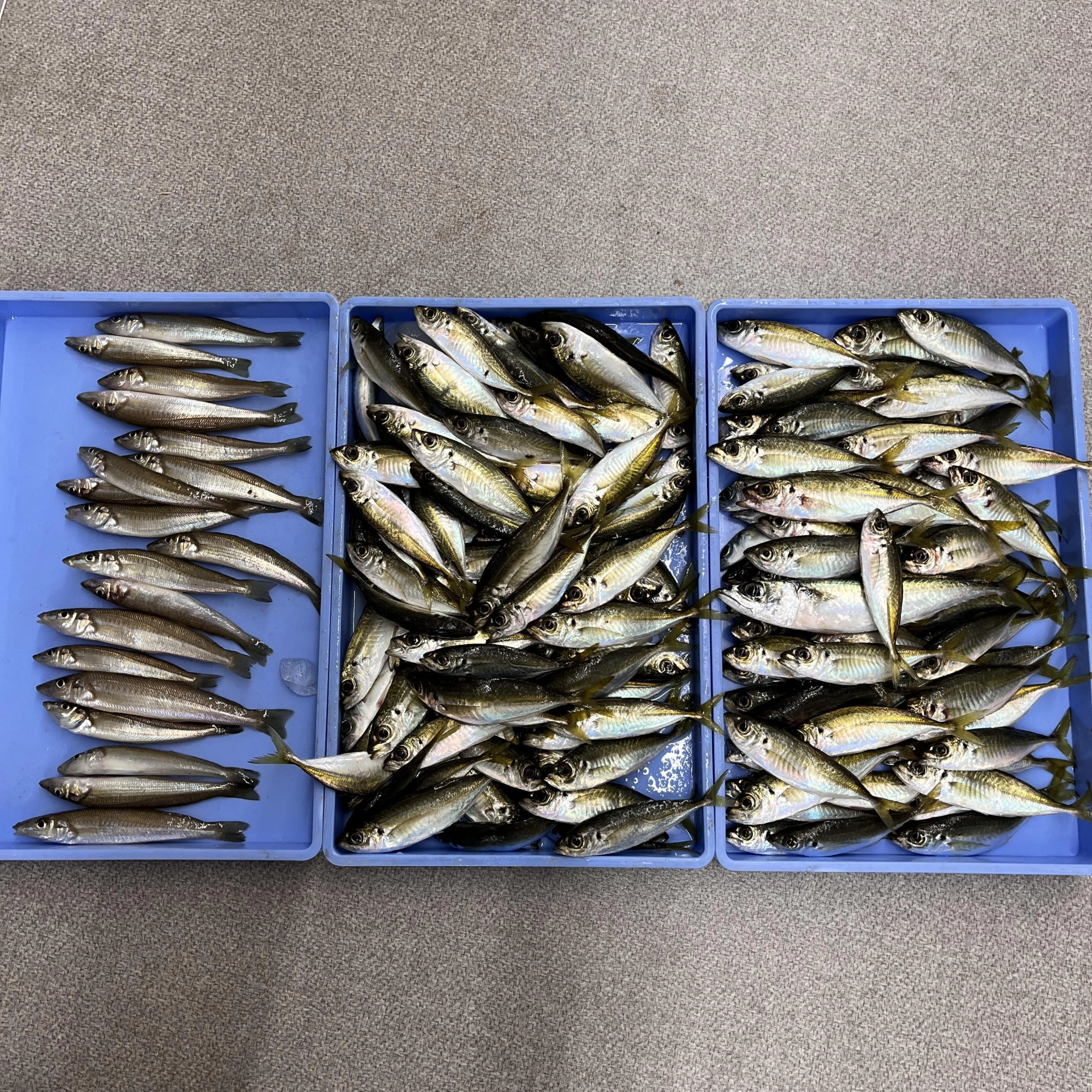 アジはサビキ釣り、シロギスはちょい投げ釣りで！！