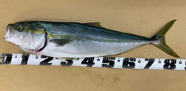 重量は５キロ！！立派なブリです