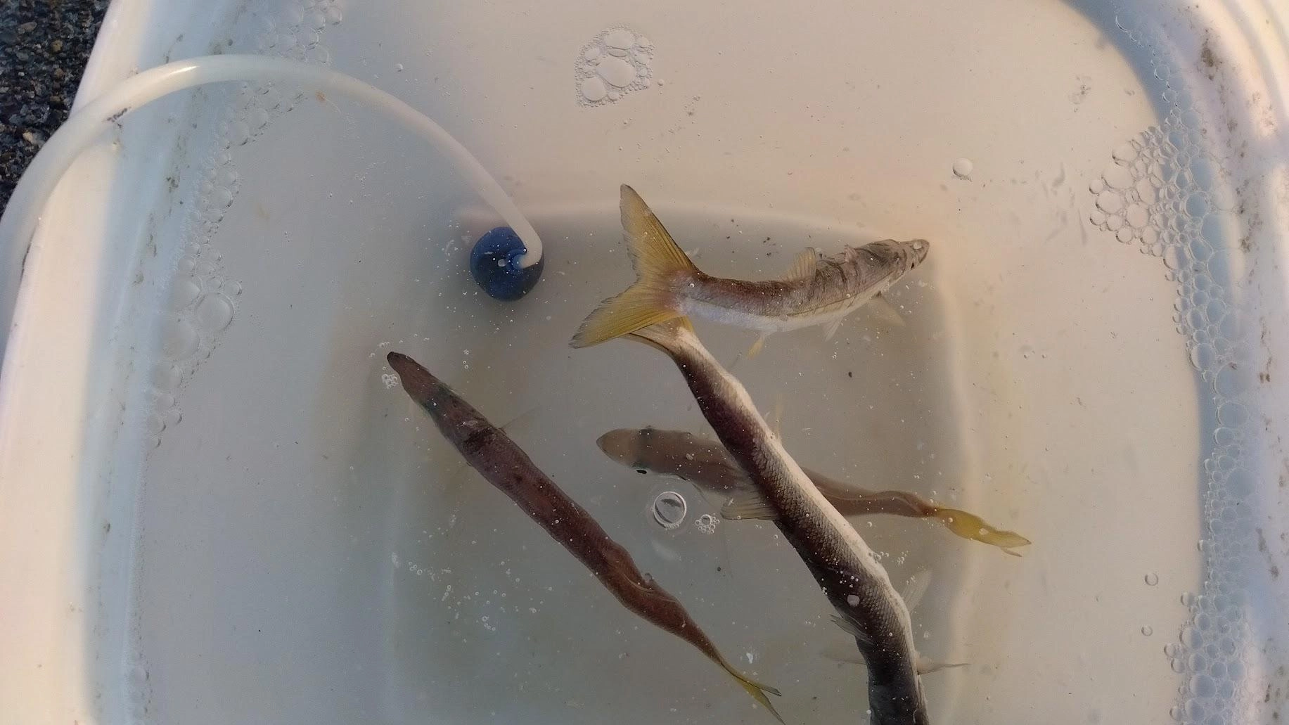 カマスの確保が難しくなってきました。
でもどんな魚よりカマスが一番青物やイカの反応が良いです。
梯子の夜釣行でもカマスでアオリイカに齧られました。
まあバラシたんですけどね。