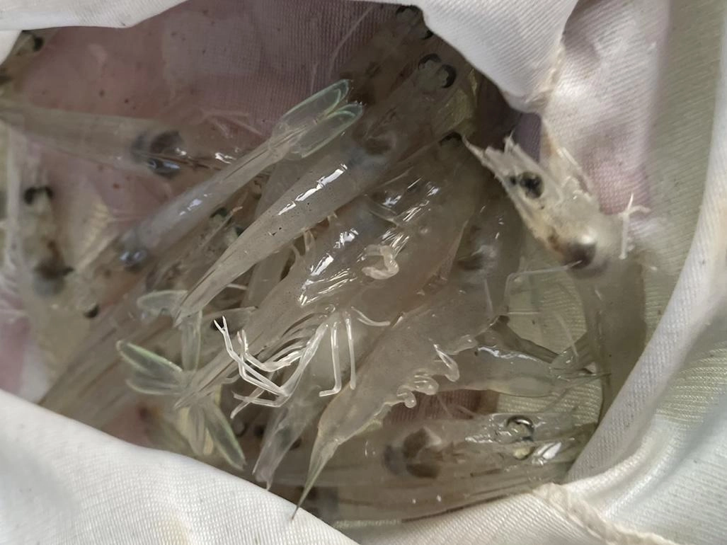 活きの良いYEBISUエビは
マゴチの食いが抜群！
鮮度が命、です！