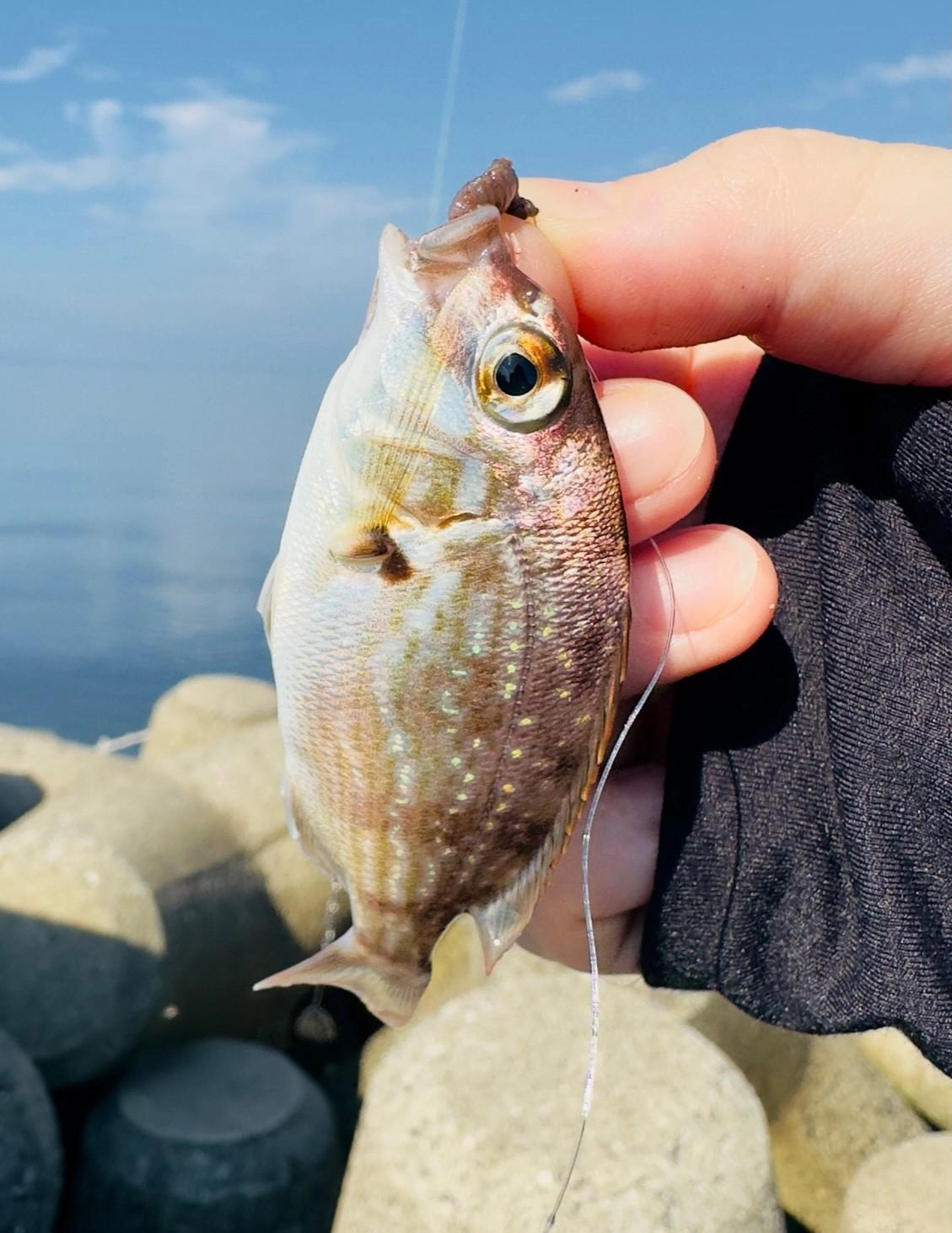 チャリコ(真鯛幼魚)