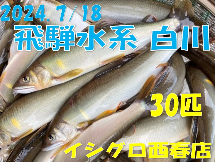 良型鮎とのやり取りは愉しいですね～♪