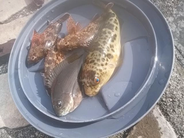 地味だね