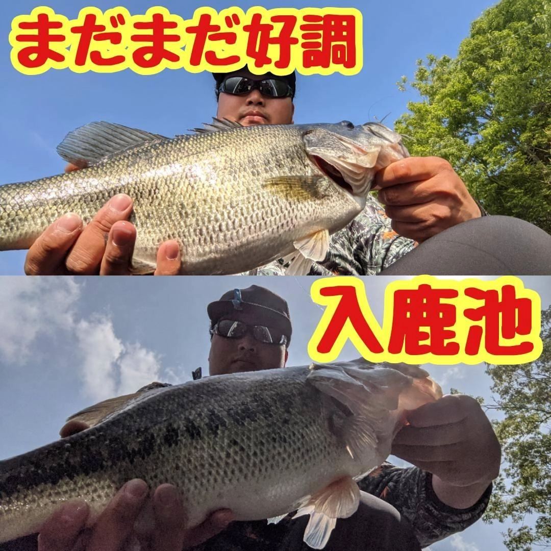 まだまだ好調な入鹿池!!
ハイクオリティーなバスを求めて入鹿池に行かれてはどうでしょうか⁉