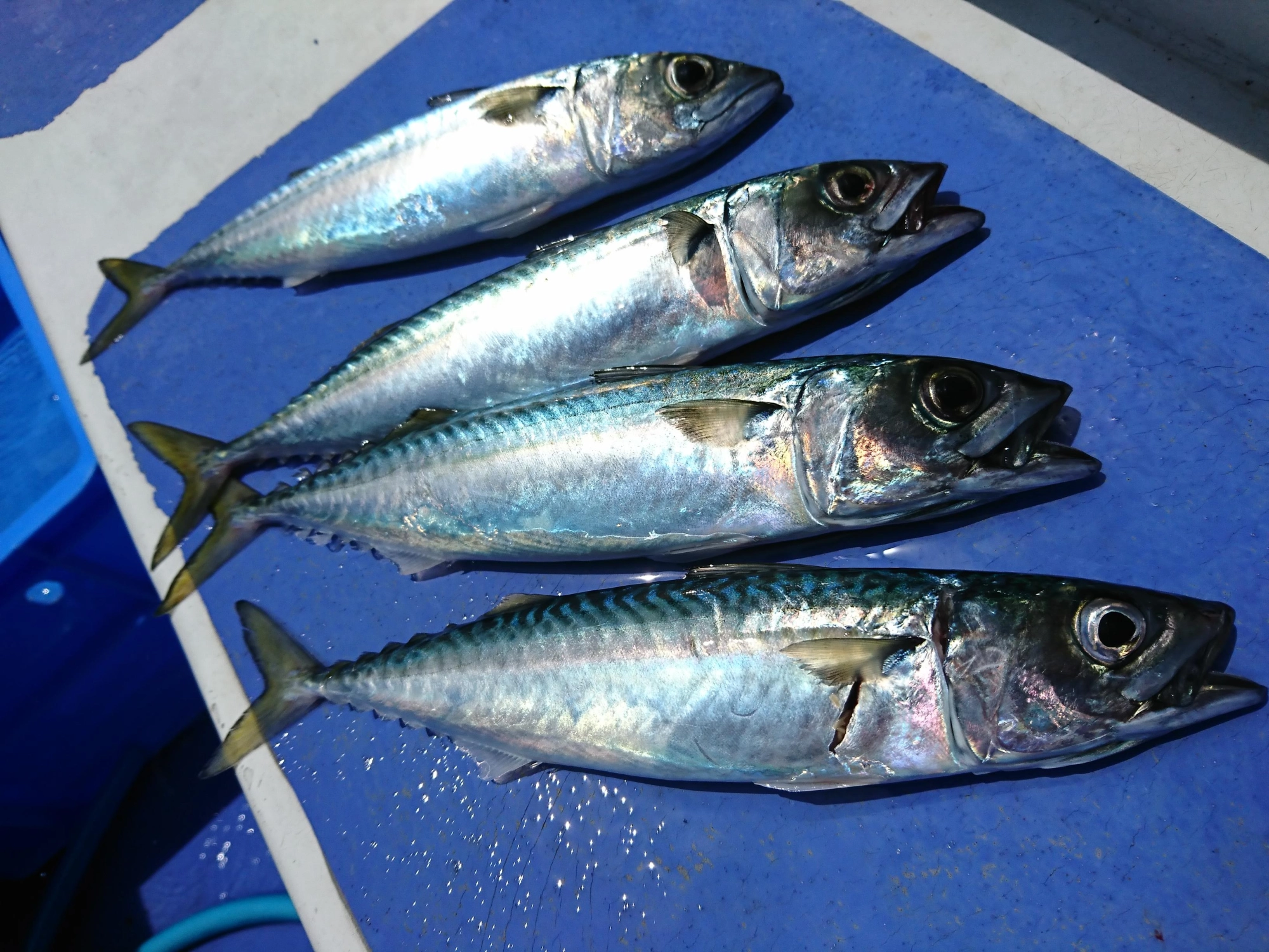 コマセ釣りで良型のサバが釣れております！