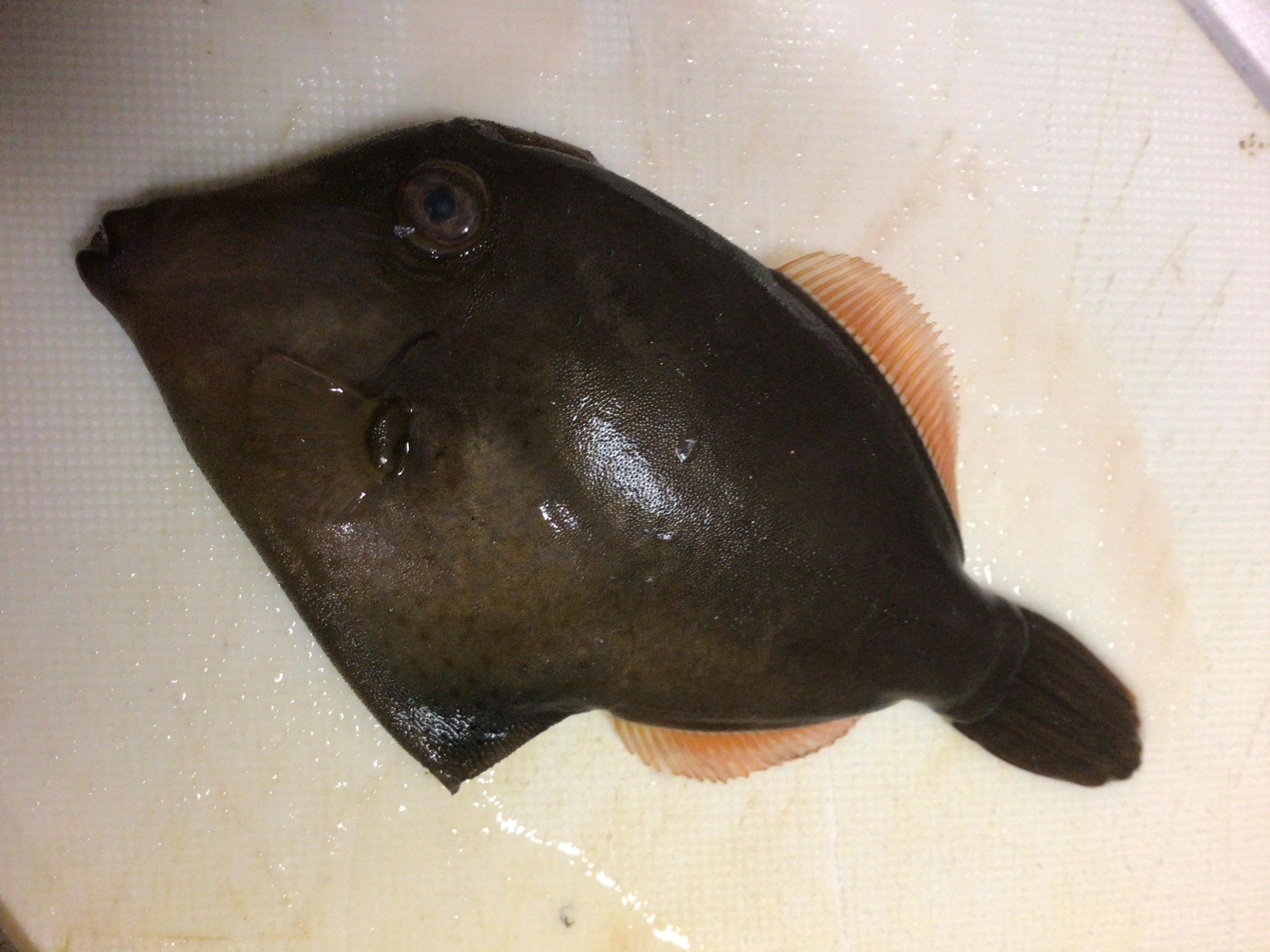 カワハギ❓、、、ウマヅラハギ❓
