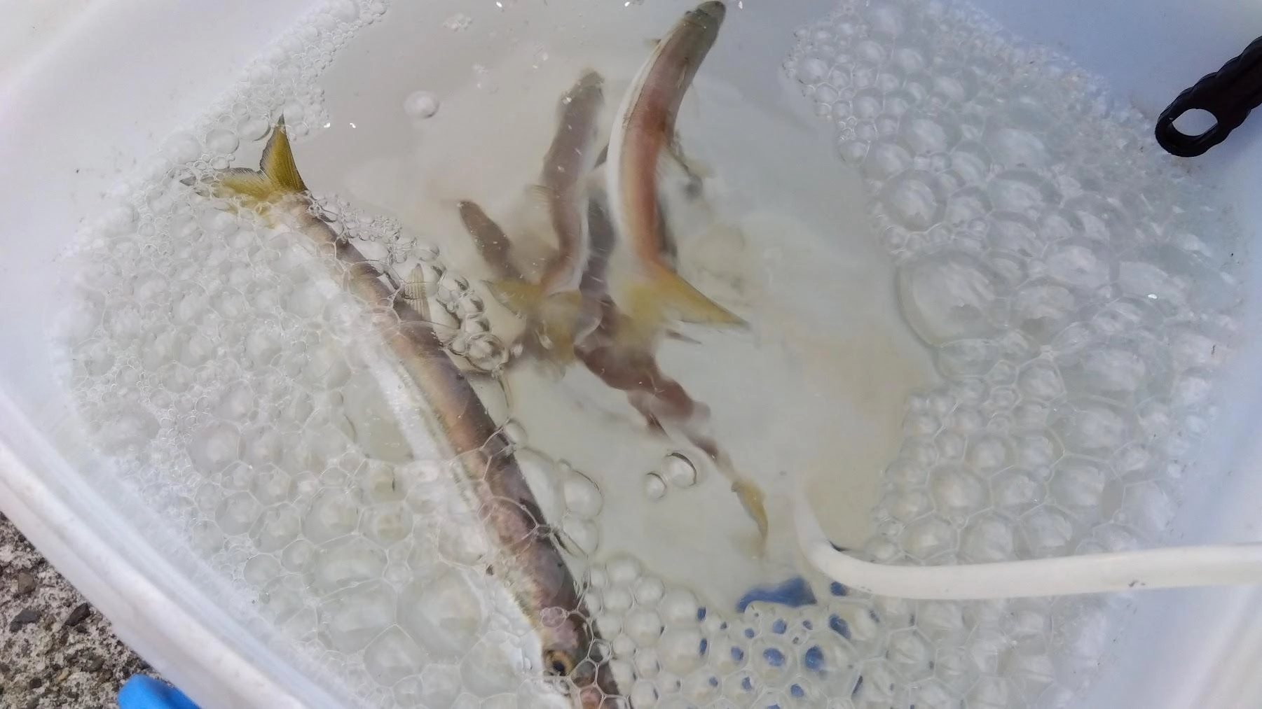 餌の人も鯵が釣れておらず、１０号の太サビキでカマス狙いで必要分確保。
日没からカマスでアオリイカ仕掛けに変更しヒットするも、針掛しておらずタモ入れで足元バラシでした。
珍しくちょっと遅くまで粘ってみましたがあとは無反応で終了です。