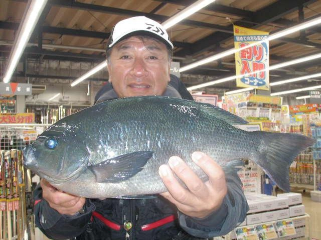 最大で４６㎝！！！伊東港大型メジナスタートしました！