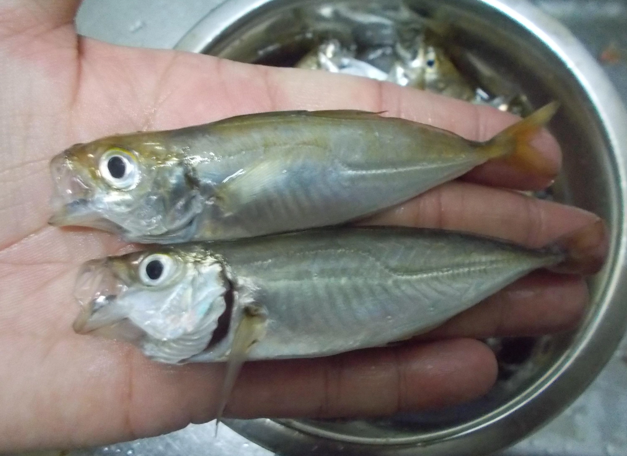 アジは小さめが多いですがこの日はこのサイズも混ざって釣れました。