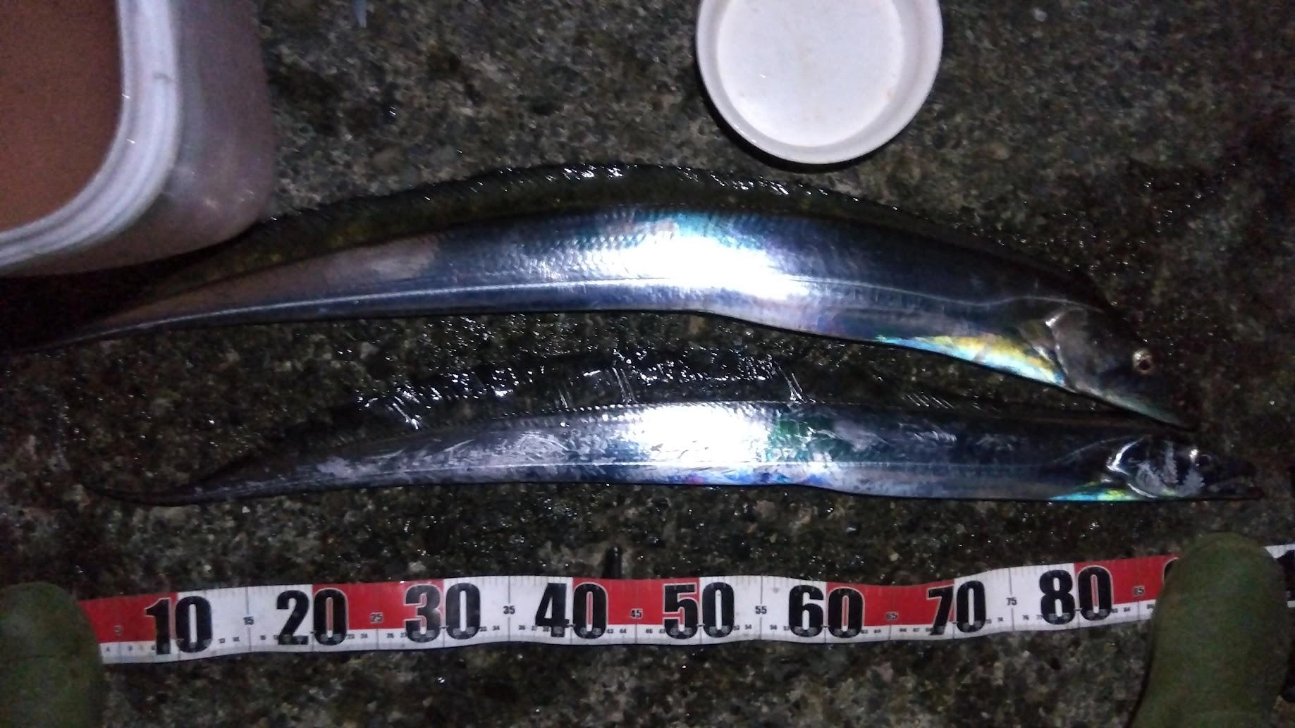 ３バイト２ゲットで風が吹き始め、寒さで撤収でした
感触的にはまだまだ釣れそうですが、去年も１月中過ぎると全く釣れなくなったので、そろそろかもしれません