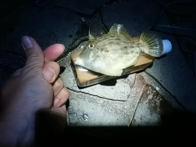デカハギゲット