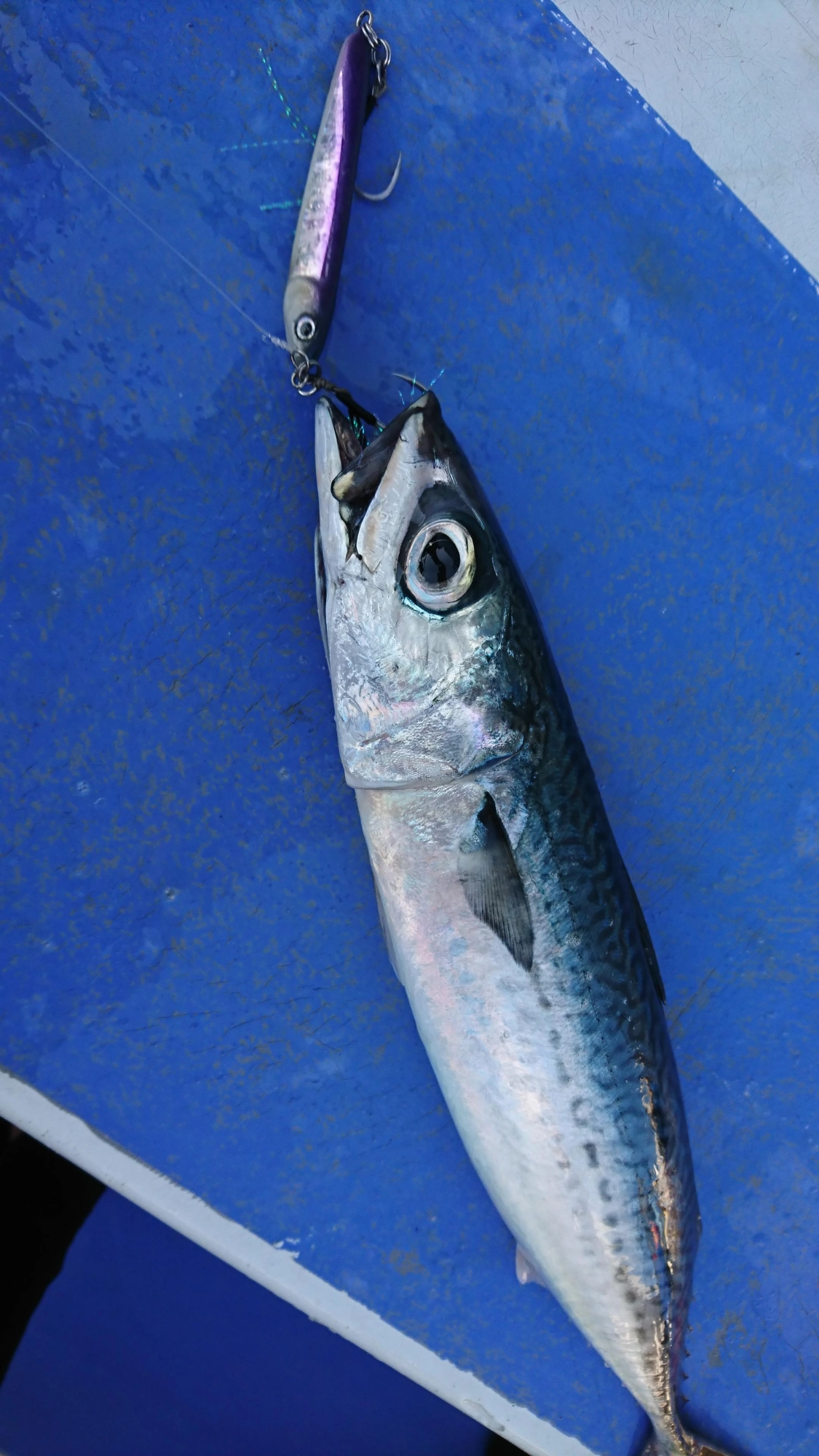 ペラジグで良型のサバが釣れました！