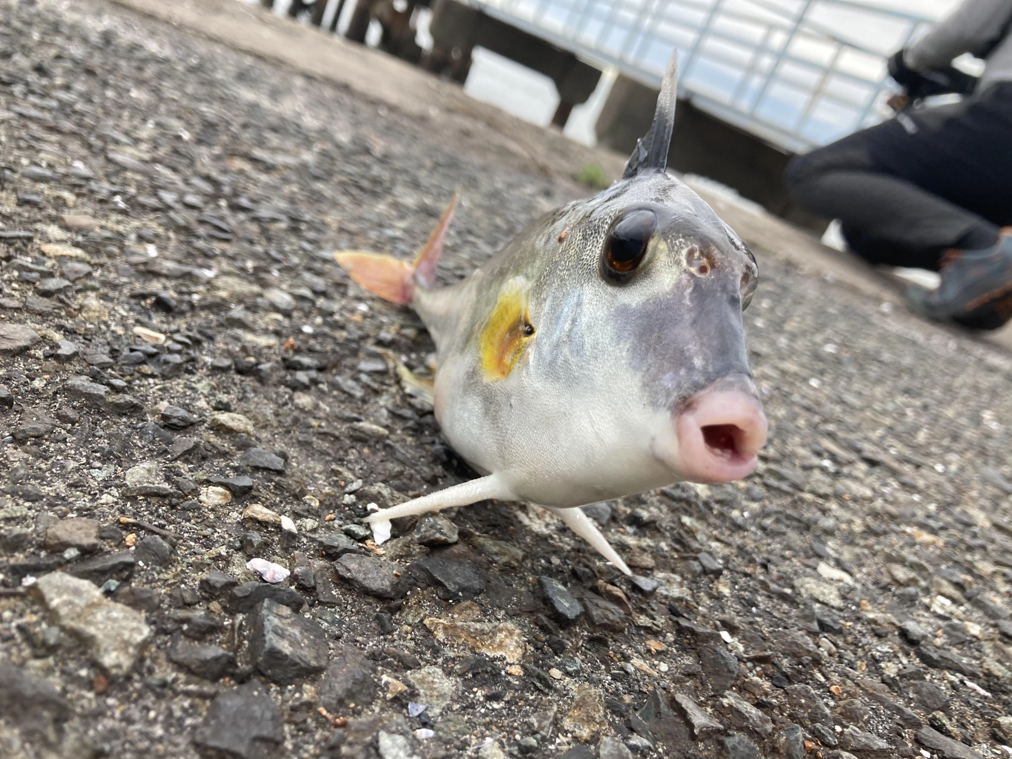 ギマも釣れましたw